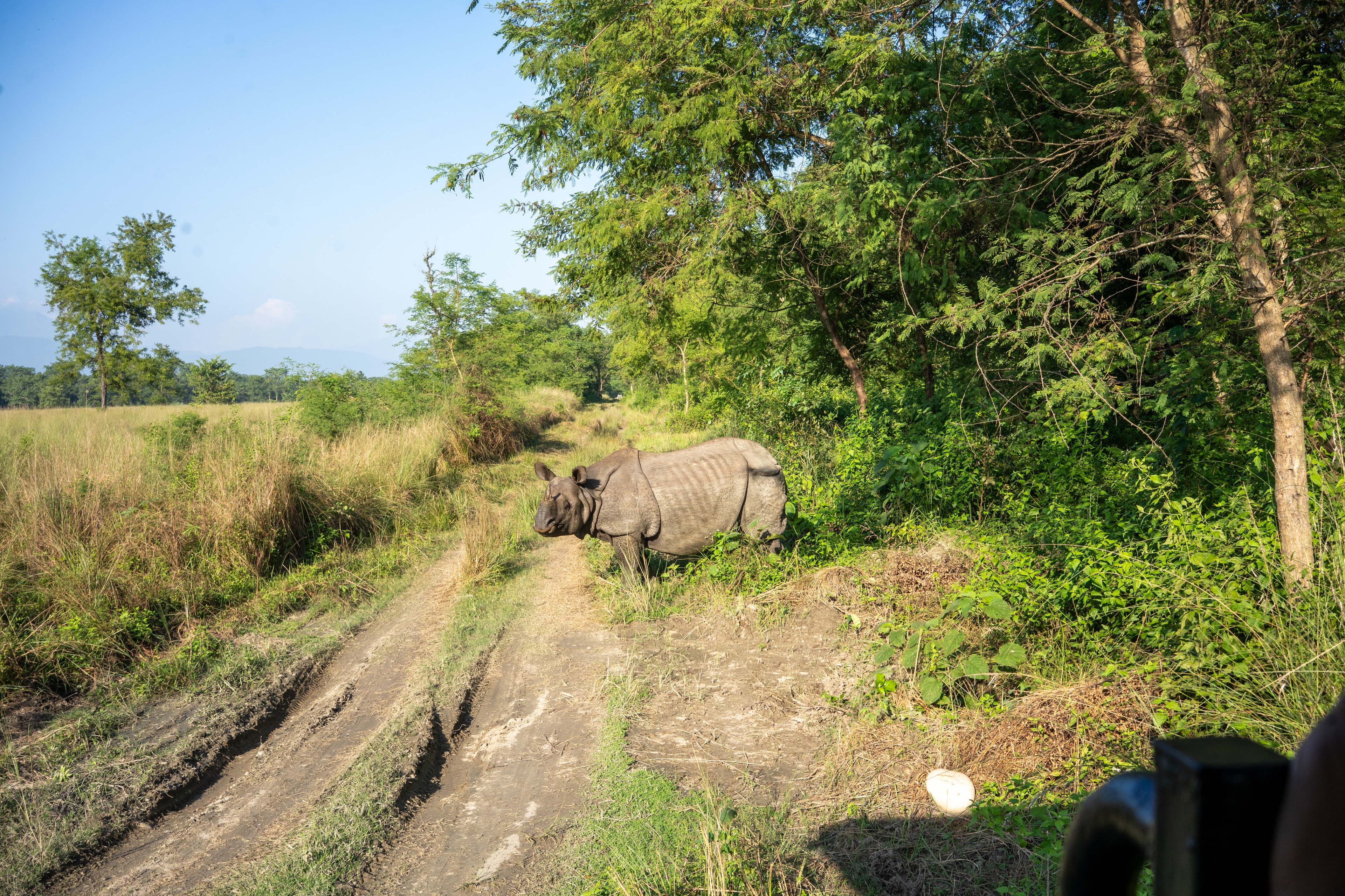 Wild rhinos in Chitwan National Park